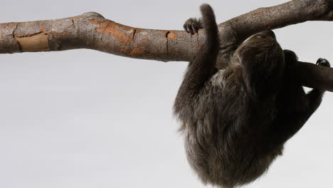 Curious-sloth-looks-around-while-hanging-on-branch---white-background---wide-shot