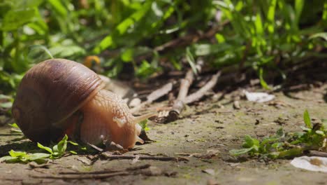 Close-Up-View-Of-A-Land-Snail-Crawling-On-The-Ground