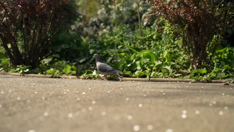Low-angle-shot-of-a-pigeon-is-walking-in-the-forest