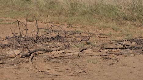 Zwei-Gefleckte-Dickknievögel-Verschmelzen-Mit-Der-Goldenen-Afrikanischen-Savannenerde