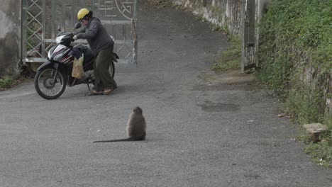 Macaque-Of-Con-Dao-In-Vietnam---wide,-rear-view