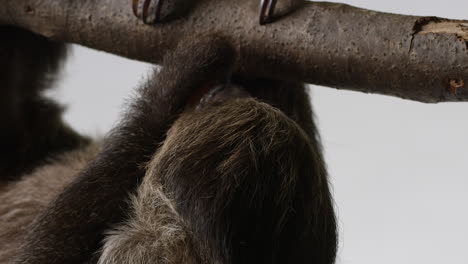 Sloth-eating-snack-hanging-upside-down-on-branch---isolated-on-white-background---close-up