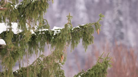 árboles-De-Coníferas-Cargados-De-Nieve-En-La-Montaña-De-Invierno.-Enfoque-Selectivo