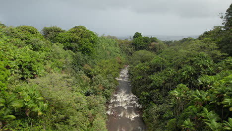 Fly-above-dense-tropical-jungle