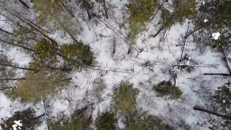 Birdseye-drone-clip-moving-forwards-over-evergreen-pine-forest-during-winter-with-snowfall-on-the-ground-between-trees