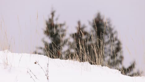 Frozen-Landscape-With-Swaying-Grass-On-Gentle-Wind