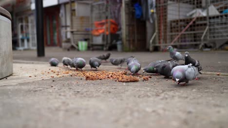 Zeitlupenvideo-Der-Tauben,-Die-Auf-Der-Straße-Samen-Fressen