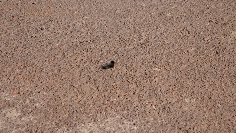 Fuzzy-black-caterpillar-crawls-quickly-across-hot-paved-road-in-Africa