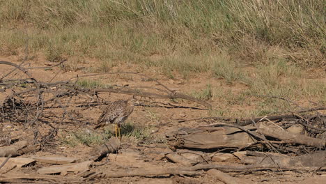 Spotted-Thick-knee-bird-grooms-itself,-standing-on-dry-African-ground