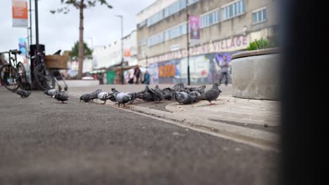 Slow-motion-video-of-the-pigeons-on-the-street