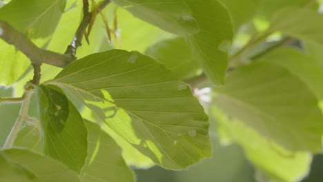 Vibrant-green-beech-leaf-with-intricate-veins,-closeup-shot