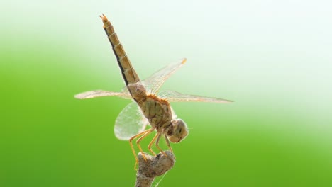 Asian-Amberwing-dragonfly-perched-on-small-twig-in-green-background-at-sunlight