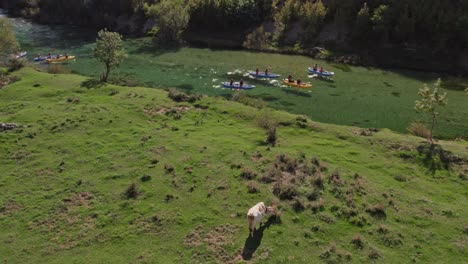 Kayaks-paddling-in-zrmanja-river-Croatia-passing-by-grazing-cow,-aerial