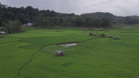 Wide-shot-flying-forward-to-small-hut-surround-by-rice-fields-at-Sumba-island,-aerial