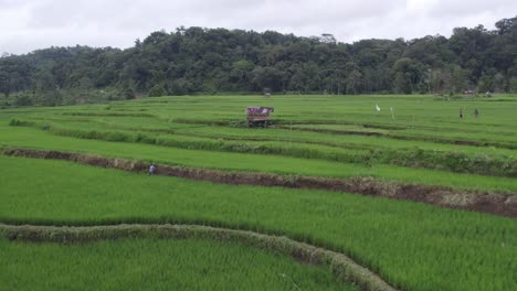 Small-local-hut-in-the-green-lush-rice-fields-at-Sumba-island,-aerial