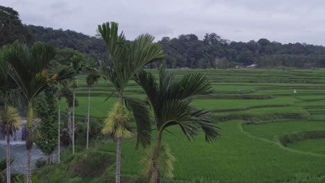 Orbit-around-palm-trees-at-Waikelo-Sawah-Waterfall-during-a-cloudy-day,-aerial