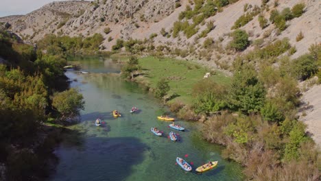 Big-group-of-kayaks-floating-in-Zrmanja-river-with-grazing-cows,-aerial