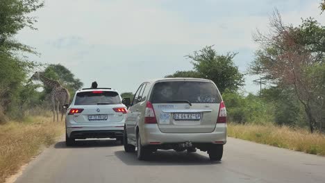 Las-Jirafas-Sudafricanas-Comen-Hojas-Al-Costado-De-La-Carretera-Y-Bloquean-Los-Autos-Turísticos.