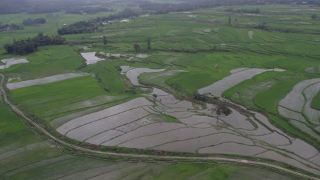 Wide-shot-of-rice-paddies-during-a-cloudy-day-at-Sumba-island,-aerial