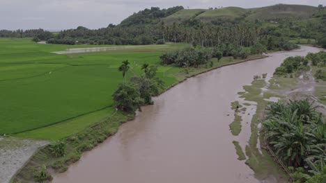 Drone-flies-over-a-brown-river-between-the-rice-fields-at-Sumba-island,-aerial