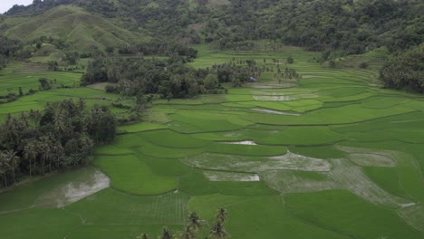 Green-lush-rice-paddies-surround-by-palm-trees-at-Sumba-island-Indonesia,-aerial