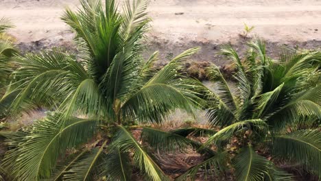 Cultivation-of-coconuts-for-sale-in-agriculture