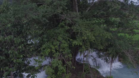 Big-old-tree-at-Waikelo-Sawah-Waterfall-at-Sumba-close-up-shot,-aerial