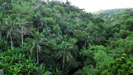 Tiro-De-Dron-En-Aumento-De-La-Exuberante-Selva-Tropical-Filipina-Con-Una-Vegetación-Impresionante-Y-Montañas-Durante-El-Día