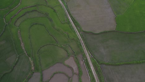 Top-down-of-authentic-rice-paddies-with-no-people-at-Sumba-Indonesia,-aerial