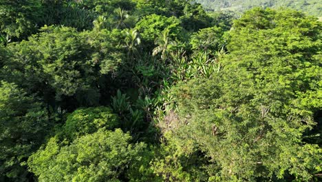 Panoramic-view-of-a-lush,-tropical-Philippine-rainforest-with-acacia-and-coconut-trees