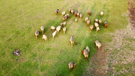 Luftbilddrohne-Einer-Herde-Wasserbüffel,-Die-Auf-Einem-Grasfeld-Grasen