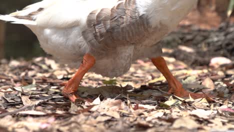 Large-White-and-Brown-Duck-Waddles-Its-Way-To-The-Lake,-Beak-to-Feet-Close-Up