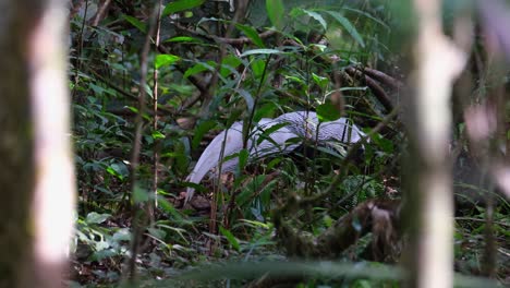 Seen-inside-the-forest-foraging-on-the-ground,-Silver-Pheasant-Lophura-nycthemera,-Thailand