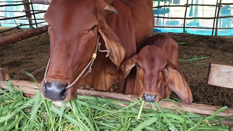 Farmers-feed-cattle,-nourishing-the-day-with-abundant-grass