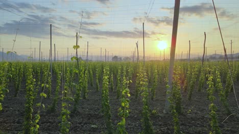 Aerial-closeup-in-front-of-growing-hops-at-plantation,-during-sunset---Humulus-lupulus