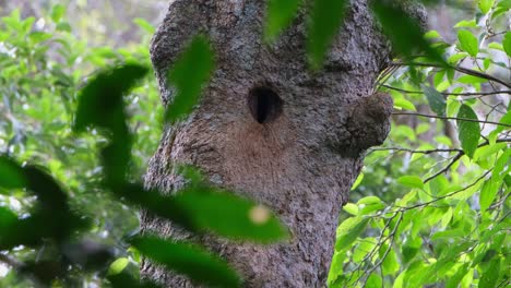 A-nest-waiting-for-the-bird-to-return,-White-throated-Brown-Hornbill-Ptilolaemus-austeni,-Thailand