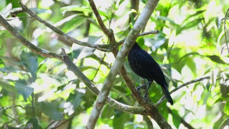 Seen-behind-some-branches-and-then-flies-towards-the-right,-Blue-Whistling-Thrush-Myophonus-caeruleus