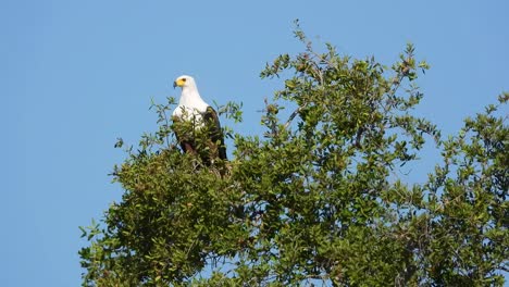 águila-Pescadora-Africana-Encaramada-En-Un-árbol,-Mirando-Hacia-El-Cielo-Azul