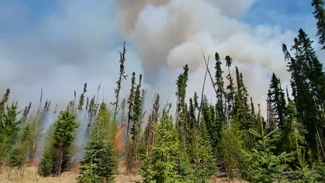 Massive-grey-smoke-cloud-coming-up-from-a-wildfire-burning-trees-in-a-forest,-in-Alberta,-Canada