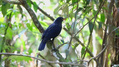 Seen-wagging-its-tail-and-it-looks-up-as-the-camera-slides-to-the-left,-Blue-Whistling-Thrush-Myophonus-caeruleus