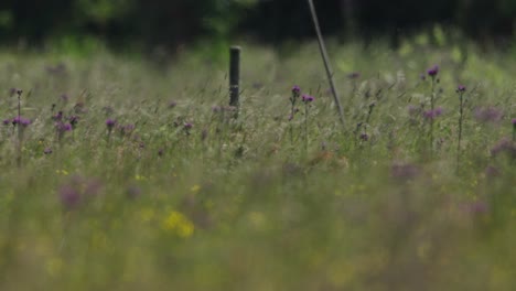 Young-Roe-Deer-Jumping-Through-Long-Grass,-Meadow,-Summer,-Slow-Motion,-Close-up