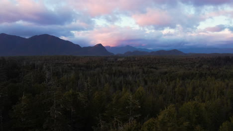 Treetop-aerial-over-temperate-rainforest-wilderness,-sunset-clouds,-Tofino-BC