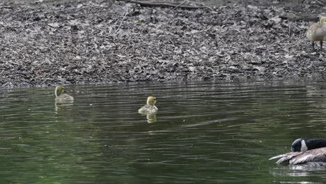 Two-baby-geese,-goslings,-swim-around-in-a-Missouri-stream-near-a-rock-shoreline