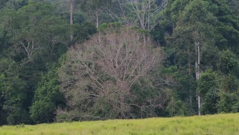 Long-video-of-this-forest-edge-with-this-lovely-tree-good-to-use-with-narration,-Big-Tree-outside-of-the-forest,-Thailand