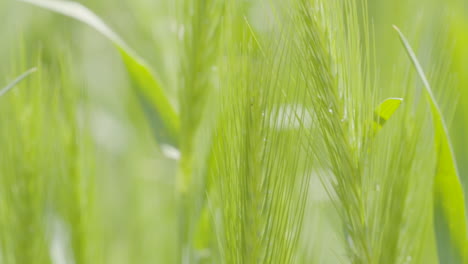 Macro-shot-of-green-self-sown-grain-swaying-in-the-wind-on-a-sunny-day