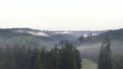 Zeitraffer-Tanzender-Nebel-In-Riesigen-Fichtenwäldern