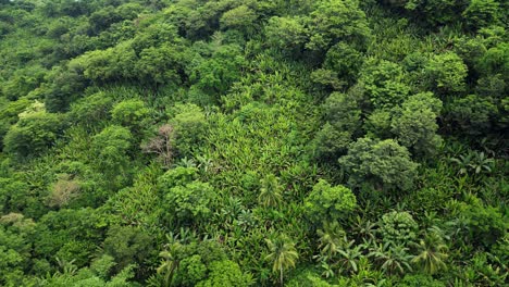 Scenic-aerial-orbiting-shot-of-tropical-jungle-mountain-covered-in-Philippine-acacia-and-abaca-trees-in-Baras,-Catanduanes