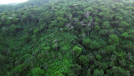 Filmische-Luftaufnahme-Tropischer,-Mit-Regenwald-Bedeckter-Hügel-Und-üppiger-Vegetation-In-Catanduanes,-Philippinen
