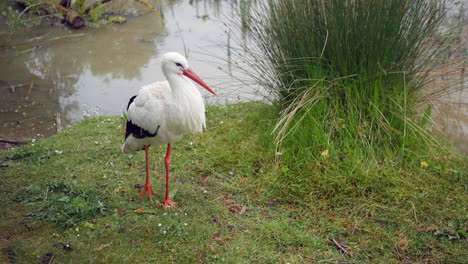 A-white-stork-standing-on-a-river-bank-grass