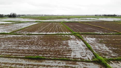 Fliegen-Sie-über-Kultivierte-Reisfelder-In-Hoi-An,-Quang-Nam,-Vietnam